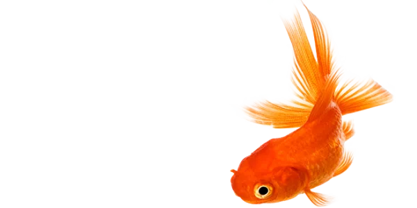 Vibrant Goldfish PNG Transparent Background
