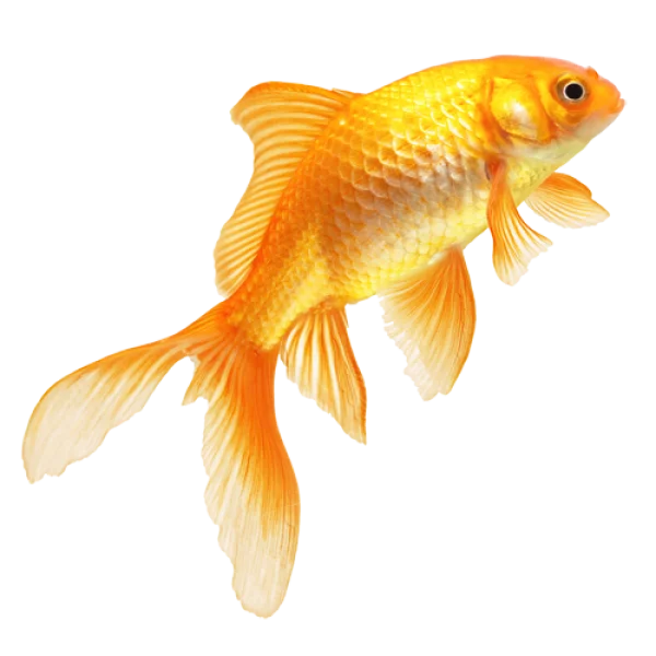 Golden Goldfish PNG Transparent Background