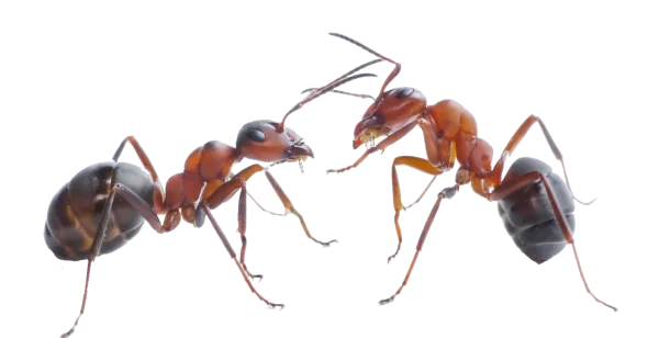 Two Ants Facing PNG Transparent Background