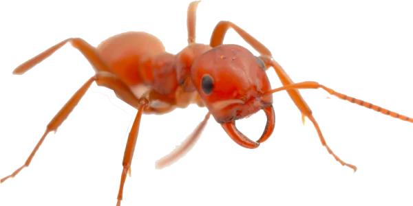 Detailed Red Ant PNG Transparent Background