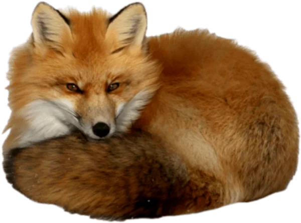 Curled Up Red Fox PNG Transparent Background