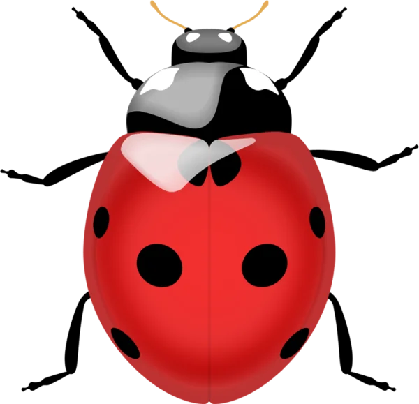 Glossy Red Ladybug PNG Transparent Background
