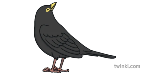 Blackbird Cartoon PNG Transparent Background