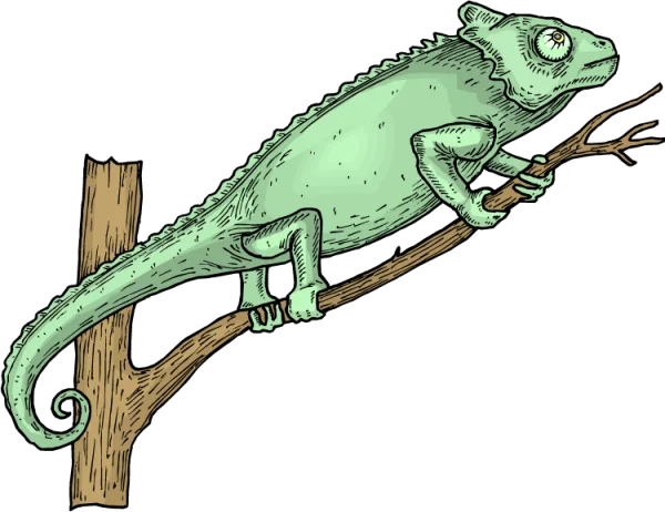 Illustrated Green Chameleon on Branch PNG
