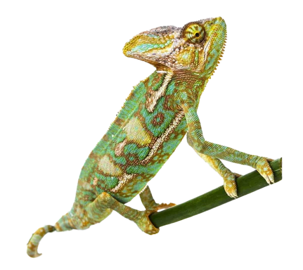Colorful Chameleon on Branch PNG Transparent Background