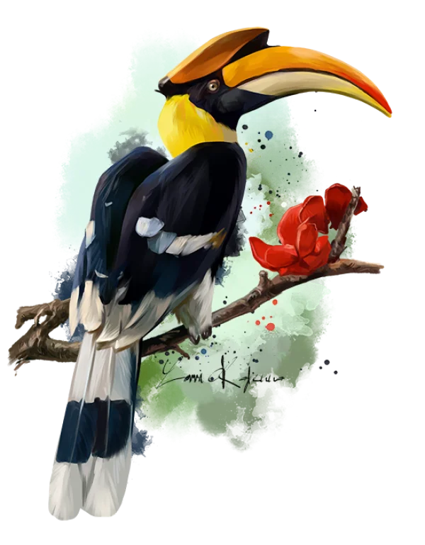 Painted Great Hornbill Bird PNG Transparent Background