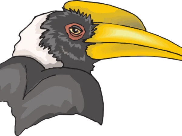 Hornbill Bird Head PNG Transparent Background