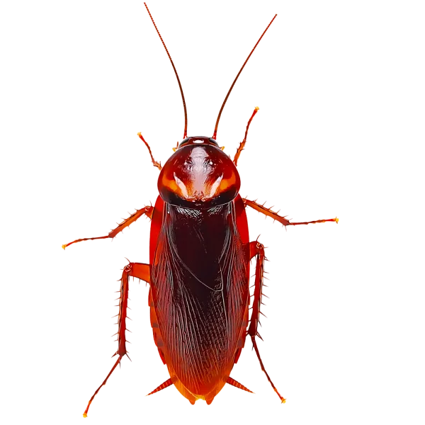 Realistic Cockroach PNG Transparent Background
