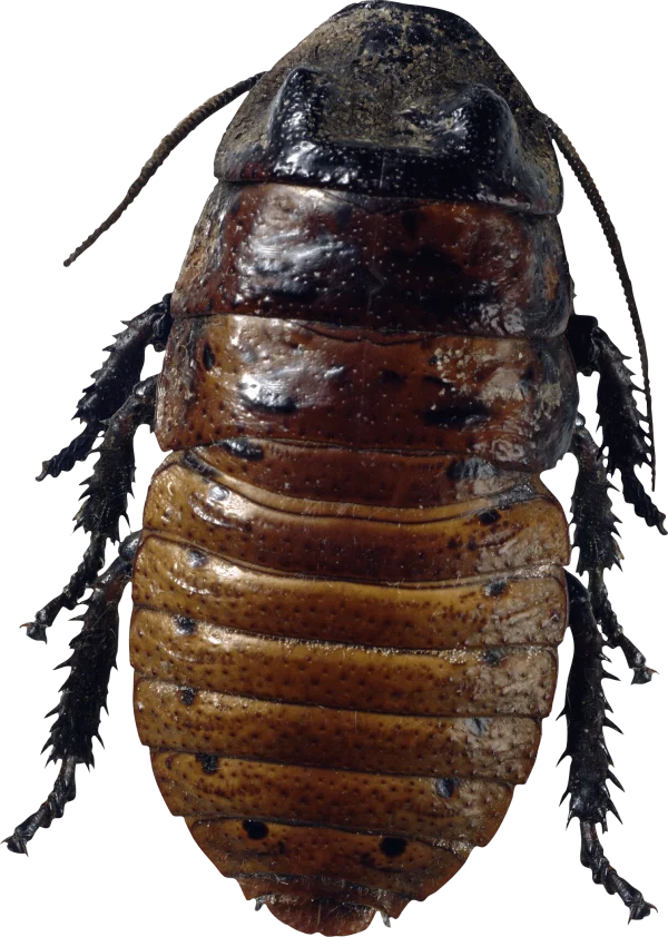 Giant Cockroach PNG Transparent Background