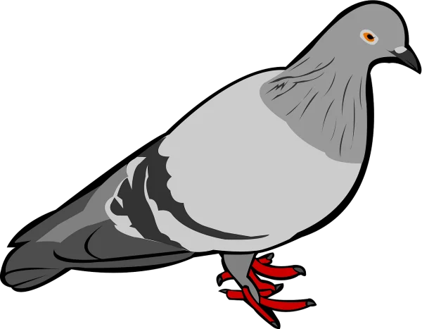 Grey Pigeon Bird Transparent PNG