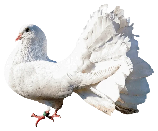 White Fantail Dove Transparent Background PNG