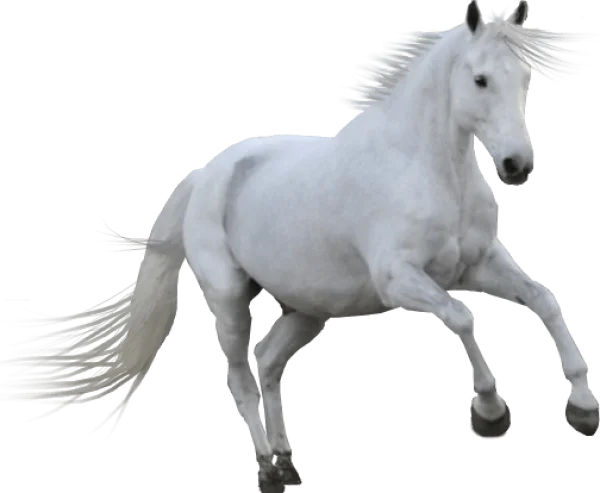 Dynamic White Horse PNG Cutout