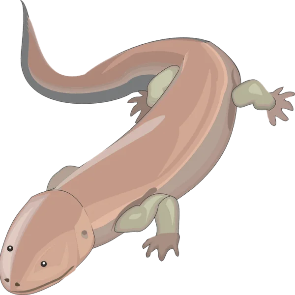 Cartoon Axolotl Transparent PNG