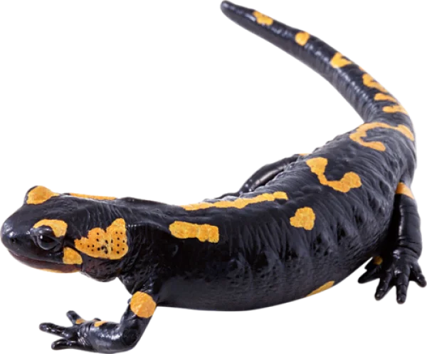 Fire Salamander Transparent PNG Image