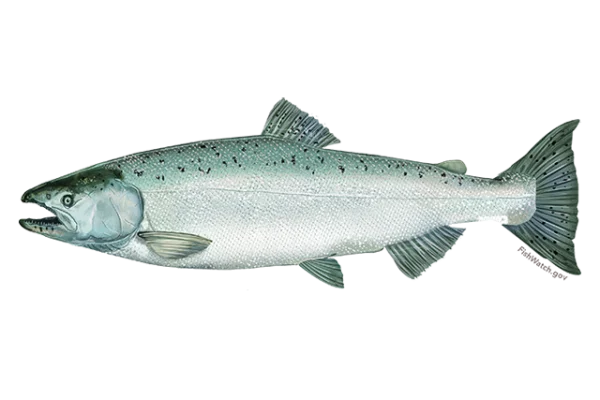 Salmon Fish PNG Transparent Background