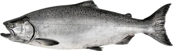 Realistic Silver Salmon Fish PNG