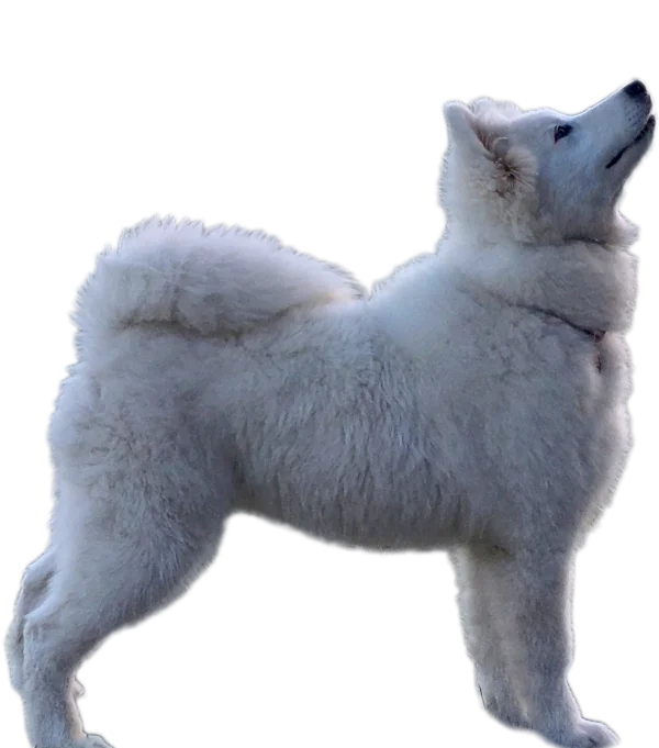 Fluffy White Samoyed Dog PNG Transparent Background