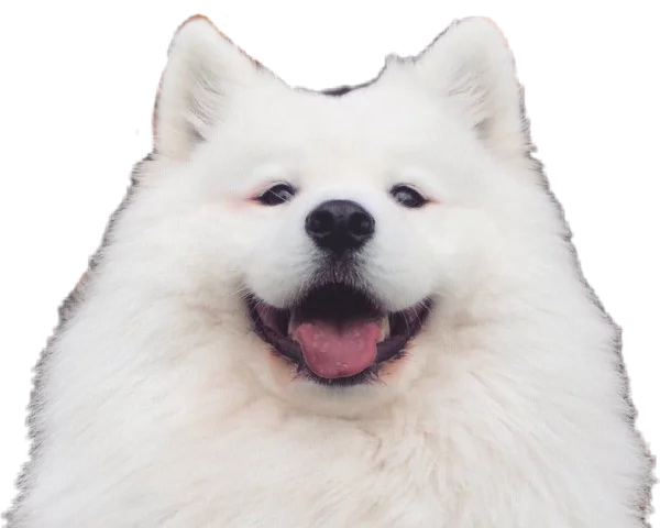 Happy White Samoyed Dog PNG Transparent Background