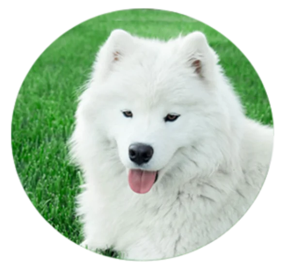 White Fluffy Dog Round PNG Transparent Background