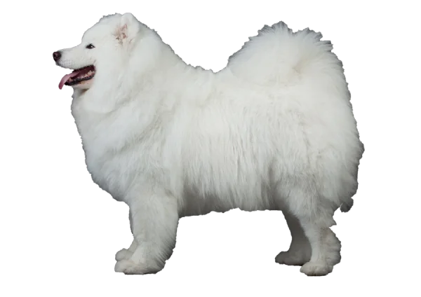 White Samoyed Dog PNG Transparent Background
