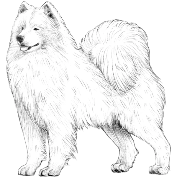 Samoyed Dog Pencil Sketch Transparent PNG