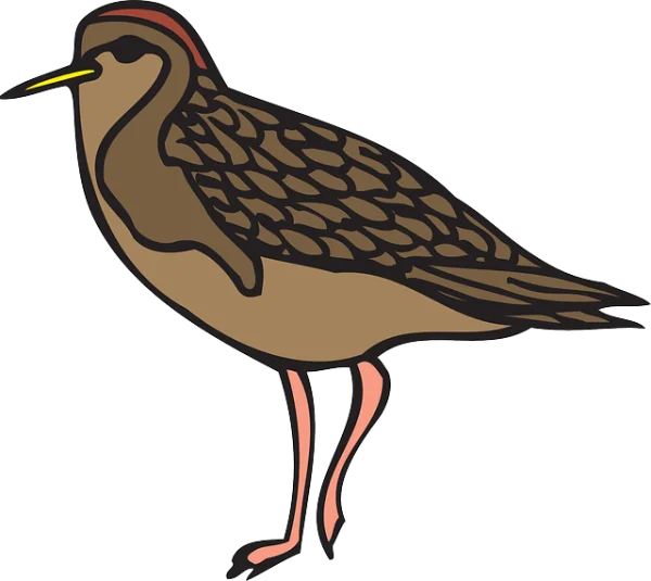 Cartoon Sandpiper Bird PNG