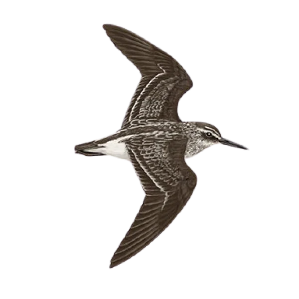 Flying Sandpiper Bird PNG Transparent