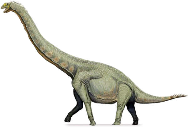 Long-necked Sauropod Dinosaur PNG Transparent