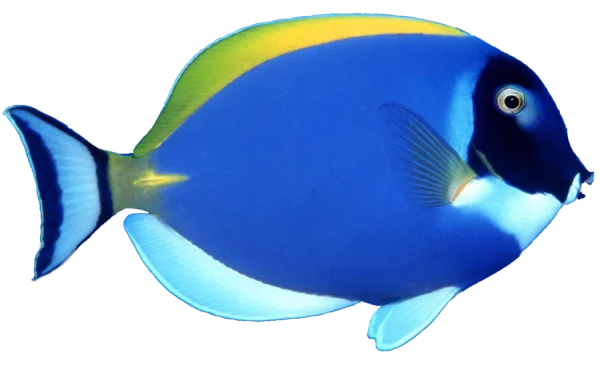 Powder Blue Tang Fish PNG Transparent Background