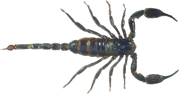 Dark Scorpion PNG Transparent Background