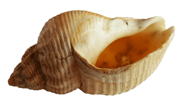 Natural Seashell PNG Transparent Background