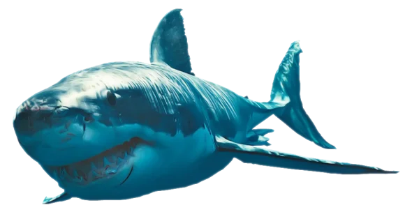 Realistic Shark PNG Transparent Background