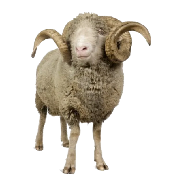 Merino Ram with Horns PNG Transparent Background