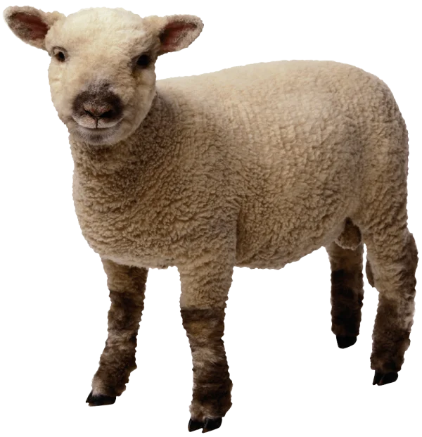Cute Lamb PNG Transparent Background