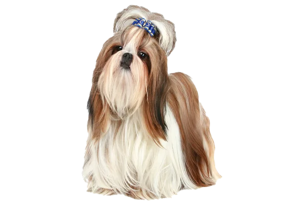 Cute Shih Tzu Dog with Blue Bow PNG Transparent Background