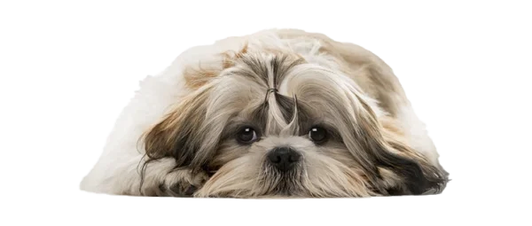 Cute Shih Tzu Dog Lying Down PNG Transparent Background