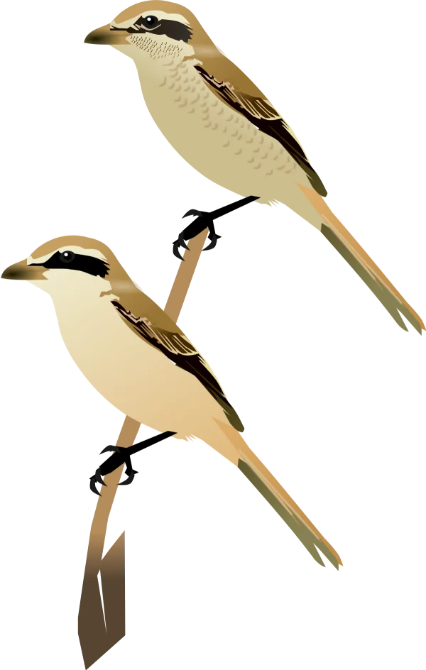 Brown Shrike Birds Transparent PNG