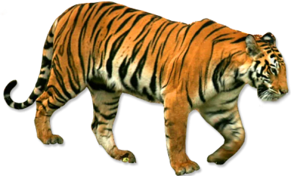 Walking Tiger PNG Transparent Background