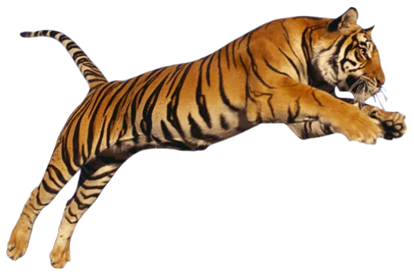 Jumping Tiger PNG Transparent Background