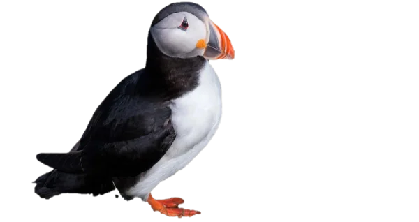 Atlantic Puffin Transparent PNG