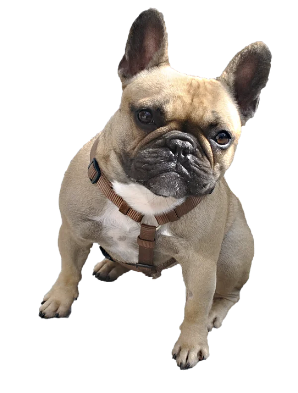 French Bulldog PNG Transparent Background