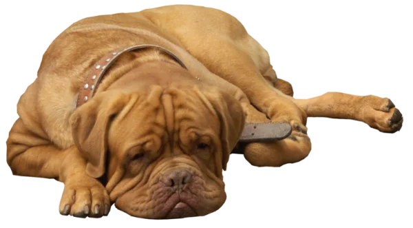 Dogue de Bordeaux Laying Down PNG Transparent Background