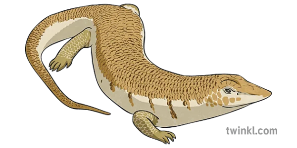Brown Skink Lizard Transparent PNG