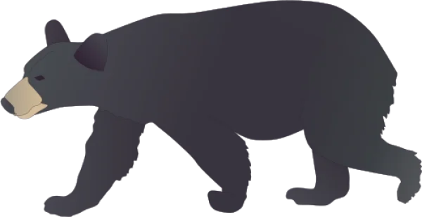 Black Bear Walking PNG Transparent
