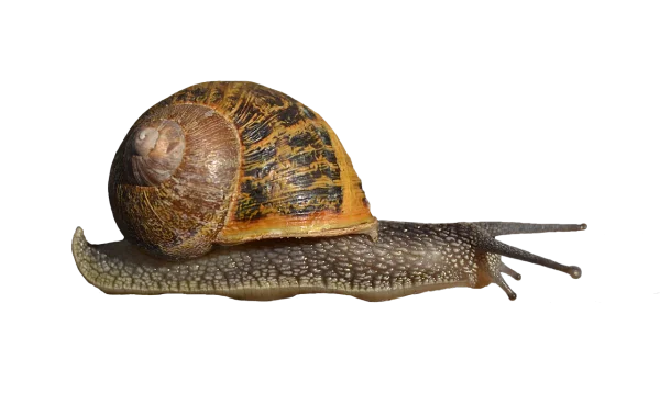 Garden Snail PNG Transparent Background