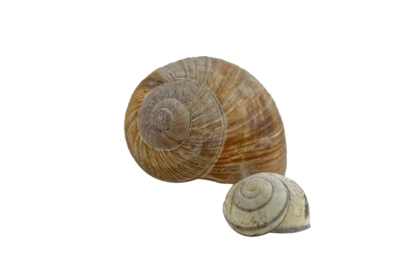 Natural Snail Shells PNG Transparent Background