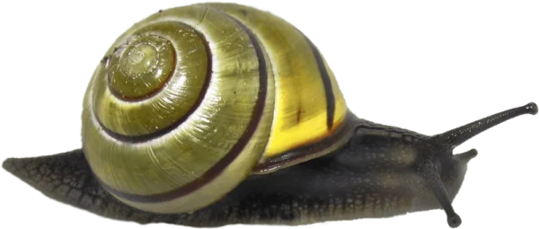Garden Snail with Striped Shell PNG