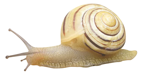 Garden Snail with Striped Shell PNG Transparent Background