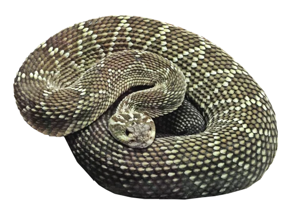 Coiled Rattlesnake PNG Transparent Background