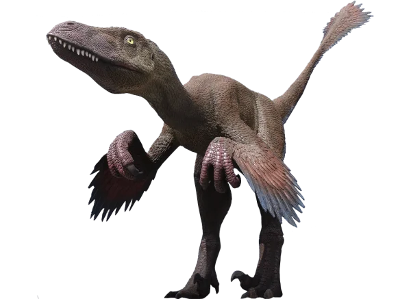 Feathered Velociraptor Dinosaur PNG Transparent Background